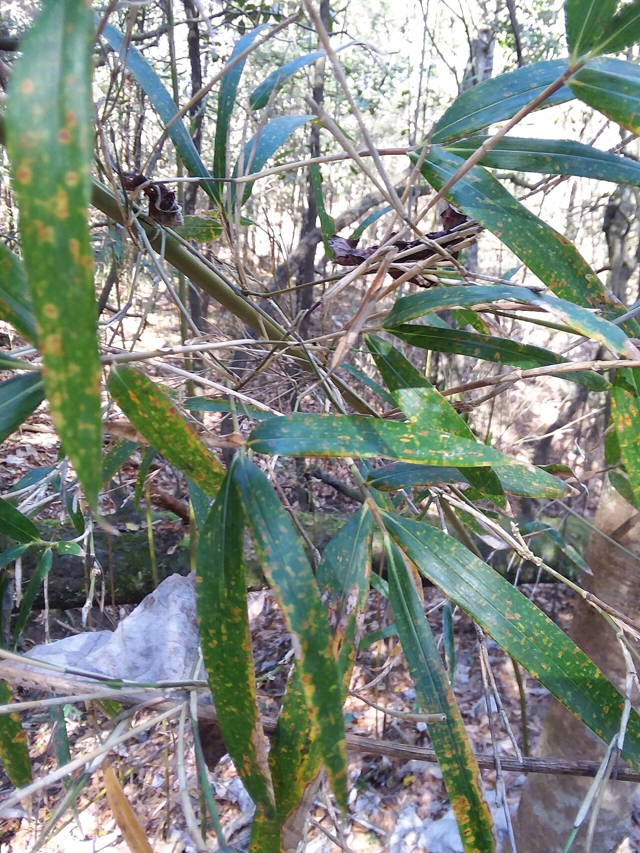 Arundinaria gigantea