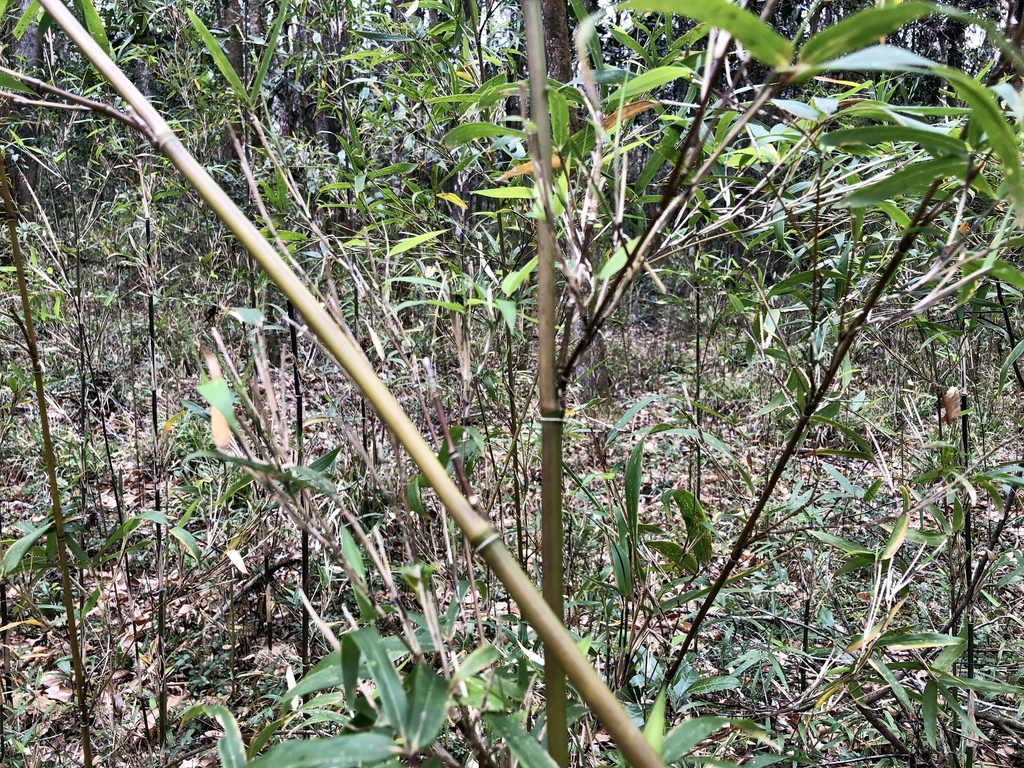 Arundinaria gigantea