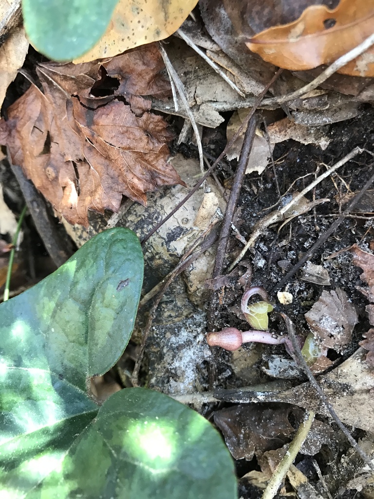 Asarum arifolium