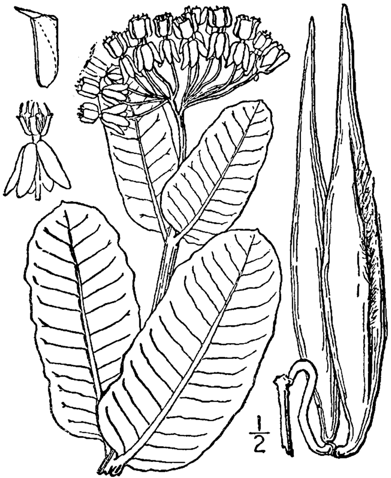 Asclepias amplexicaulis