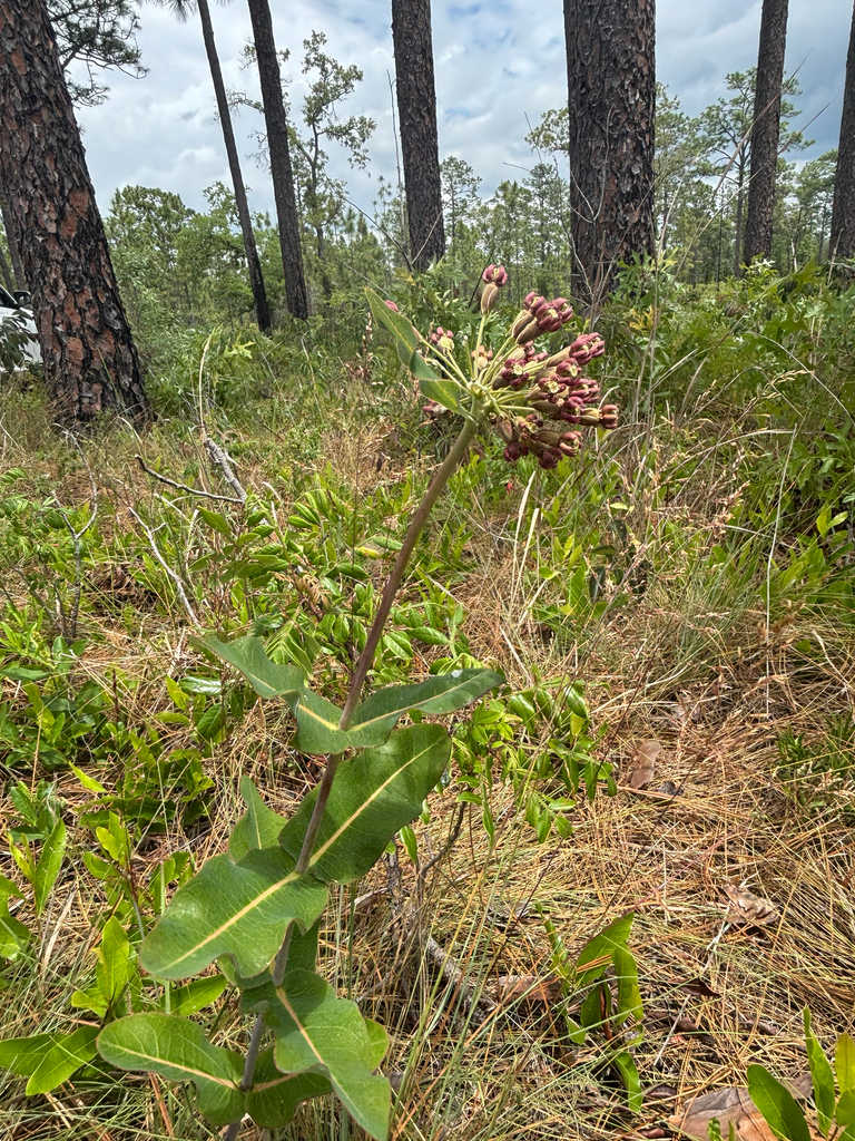 Asclepias amplexicaulis