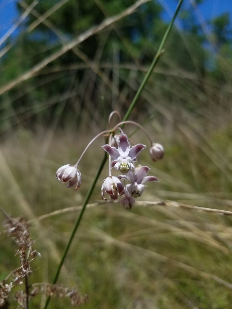 Asclepias cinerea