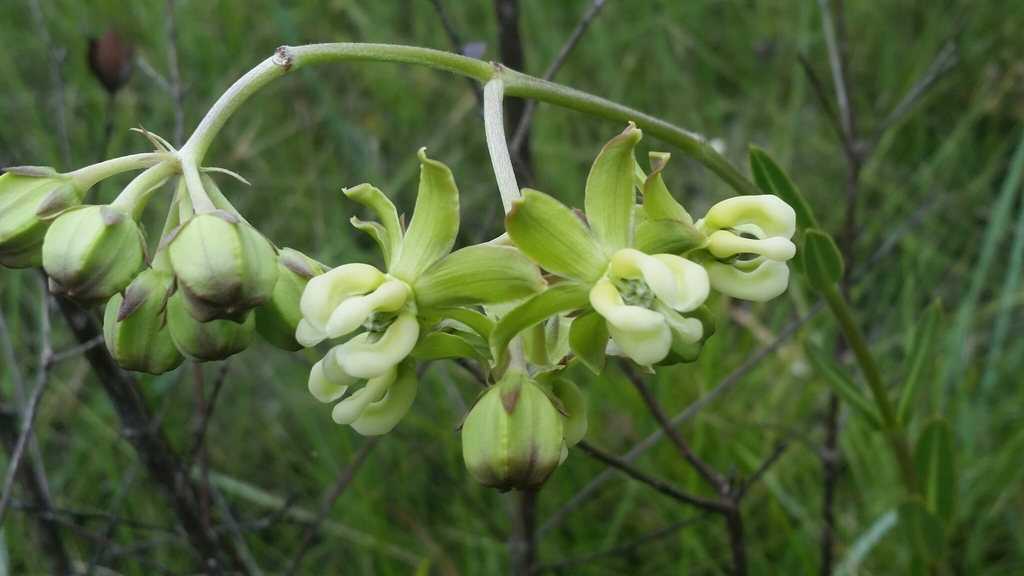 Asclepias connivens