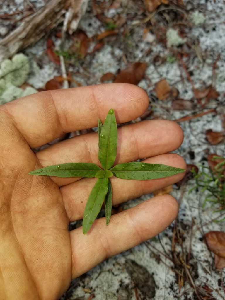 Asclepias curtissii