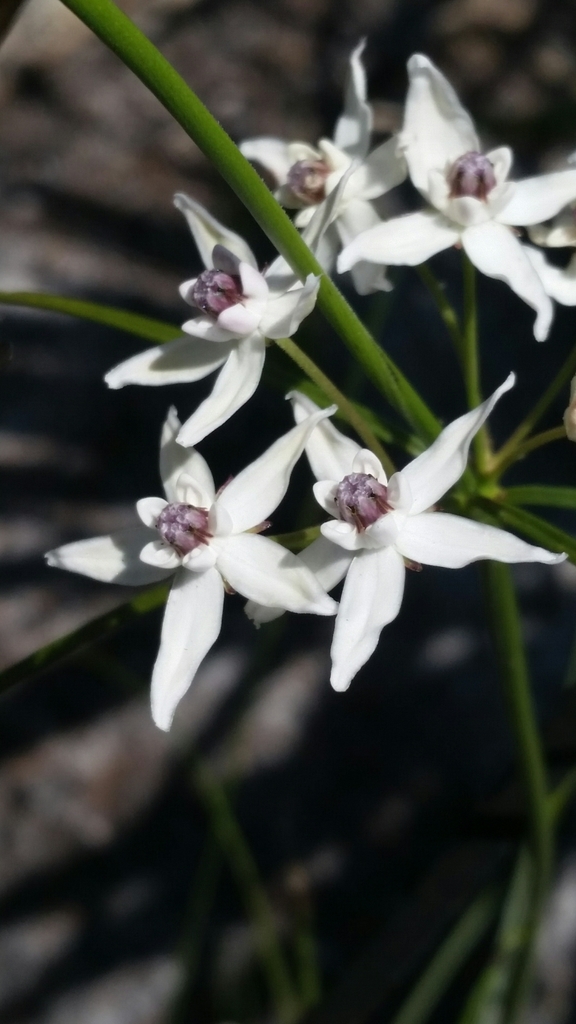 Asclepias feayi