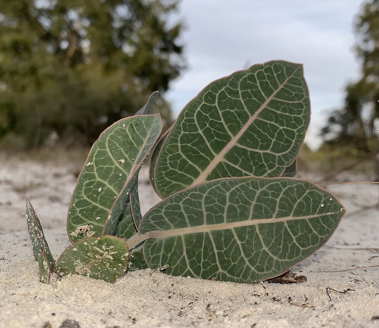 Asclepias humistrata