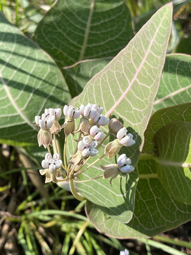 Asclepias humistrata