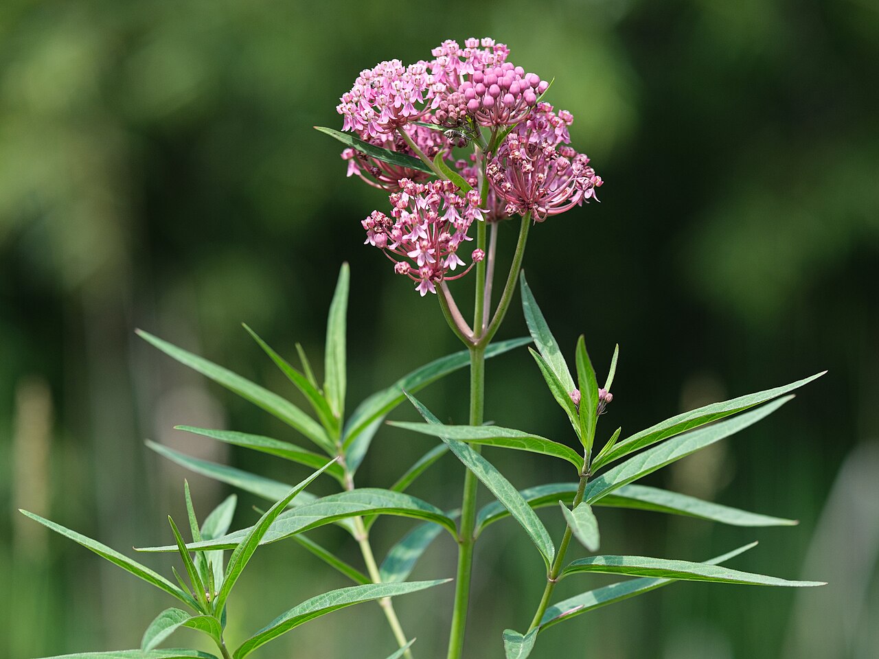 Asclepias incarnata