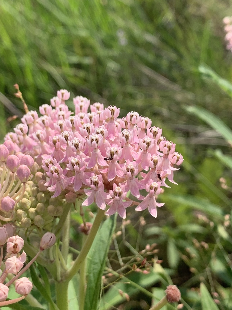 Asclepias incarnata