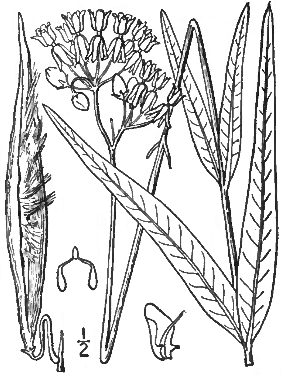 Asclepias lanceolata