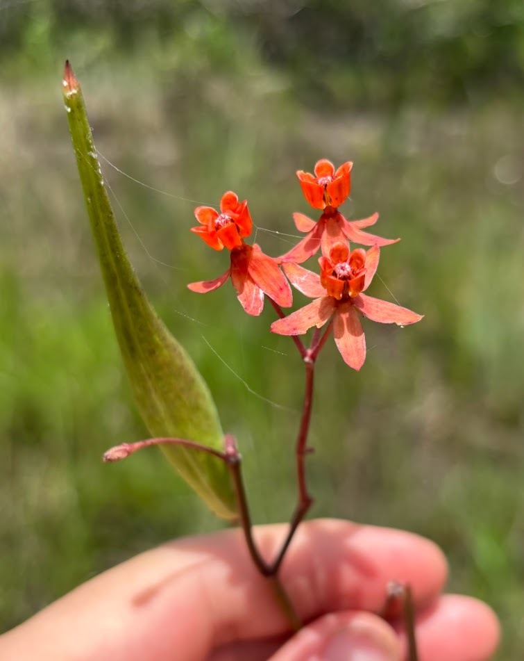 Asclepias lanceolata
