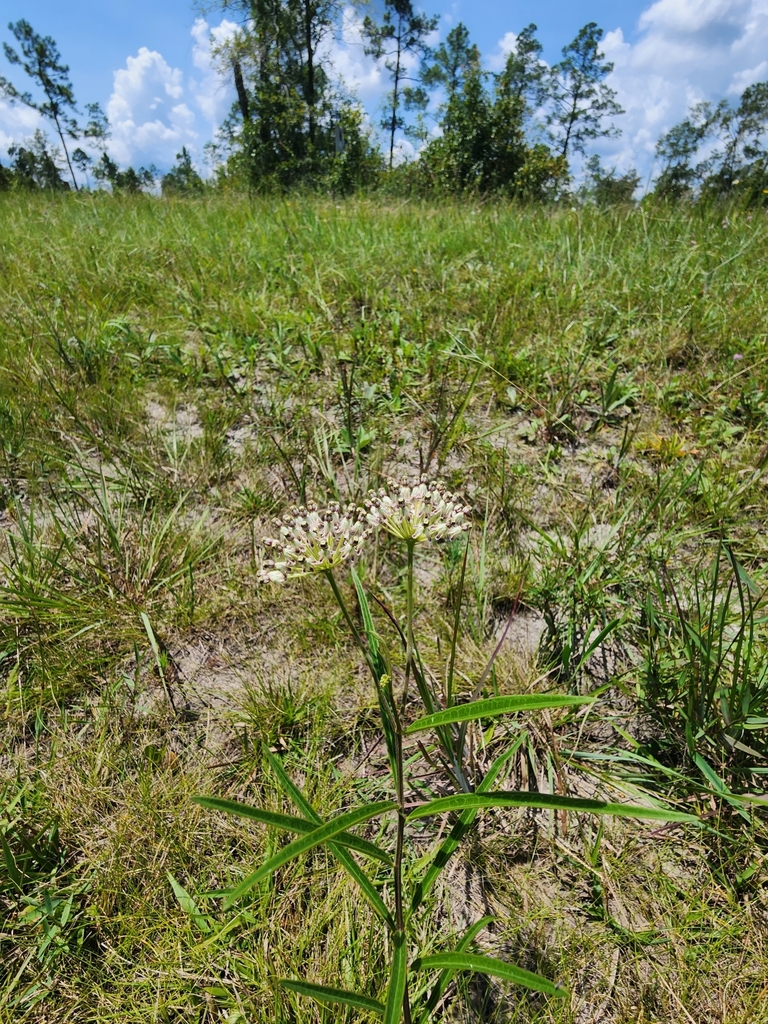 Asclepias longifolia