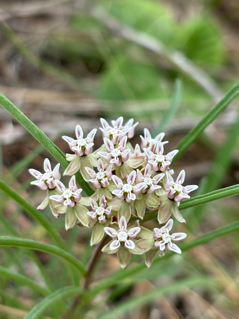 Asclepias michauxii