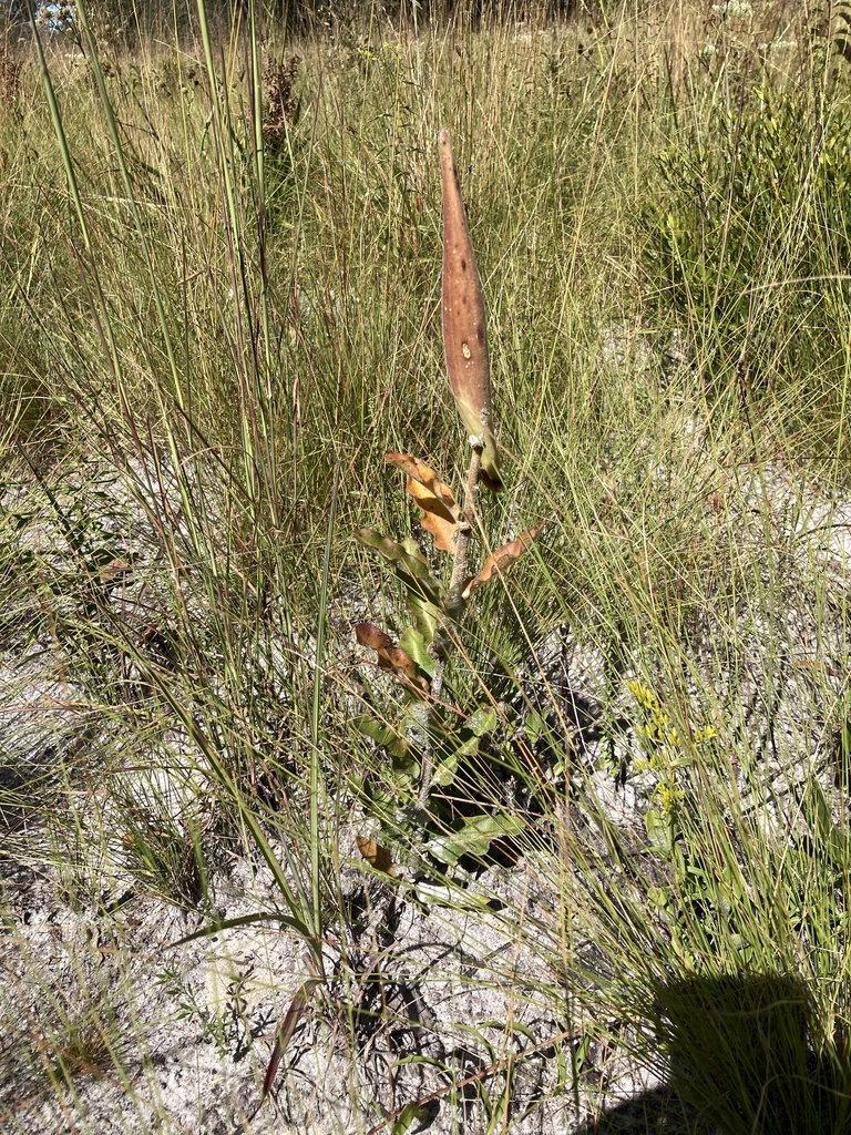 Asclepias obovata