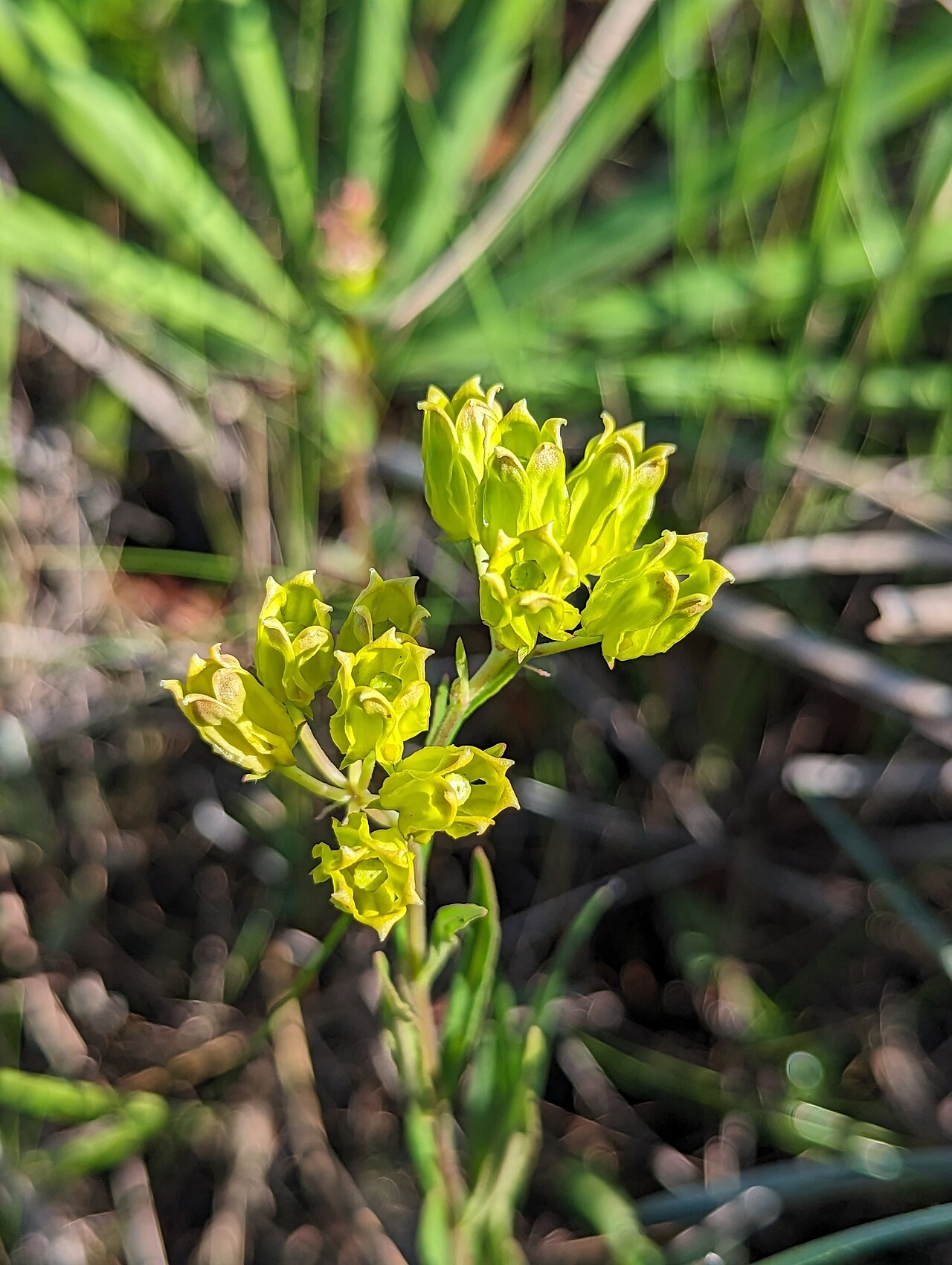 Asclepias pedicellata