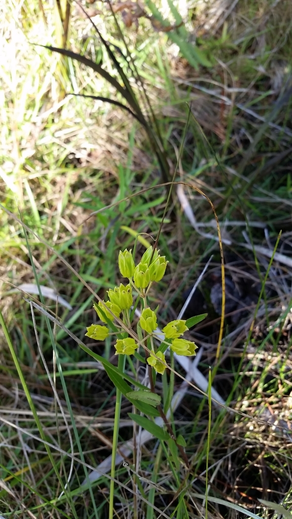 Asclepias pedicellata