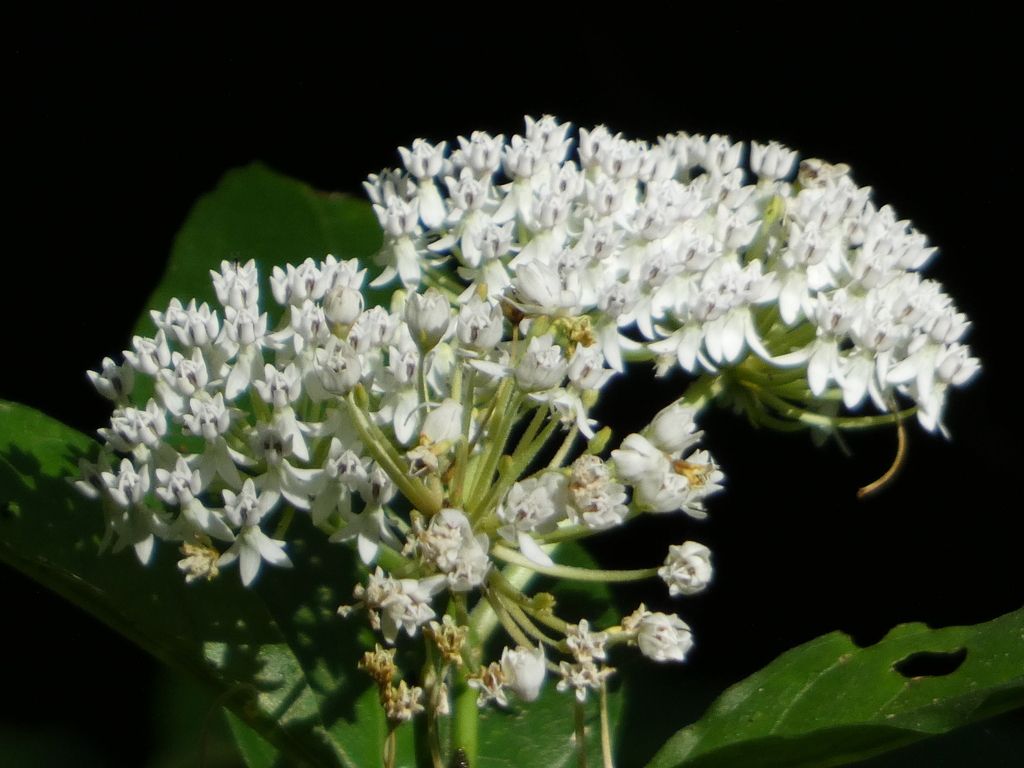 Asclepias perennis