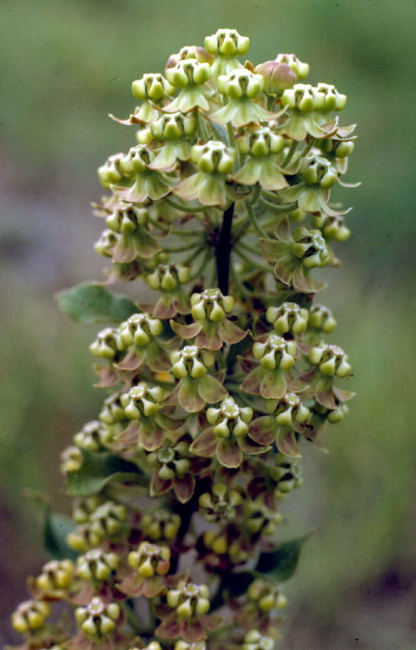 Asclepias tomentosa