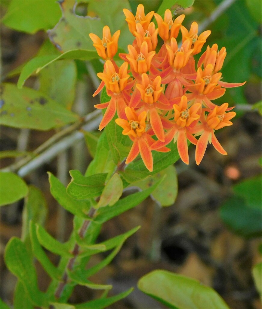 Asclepias tuberosa