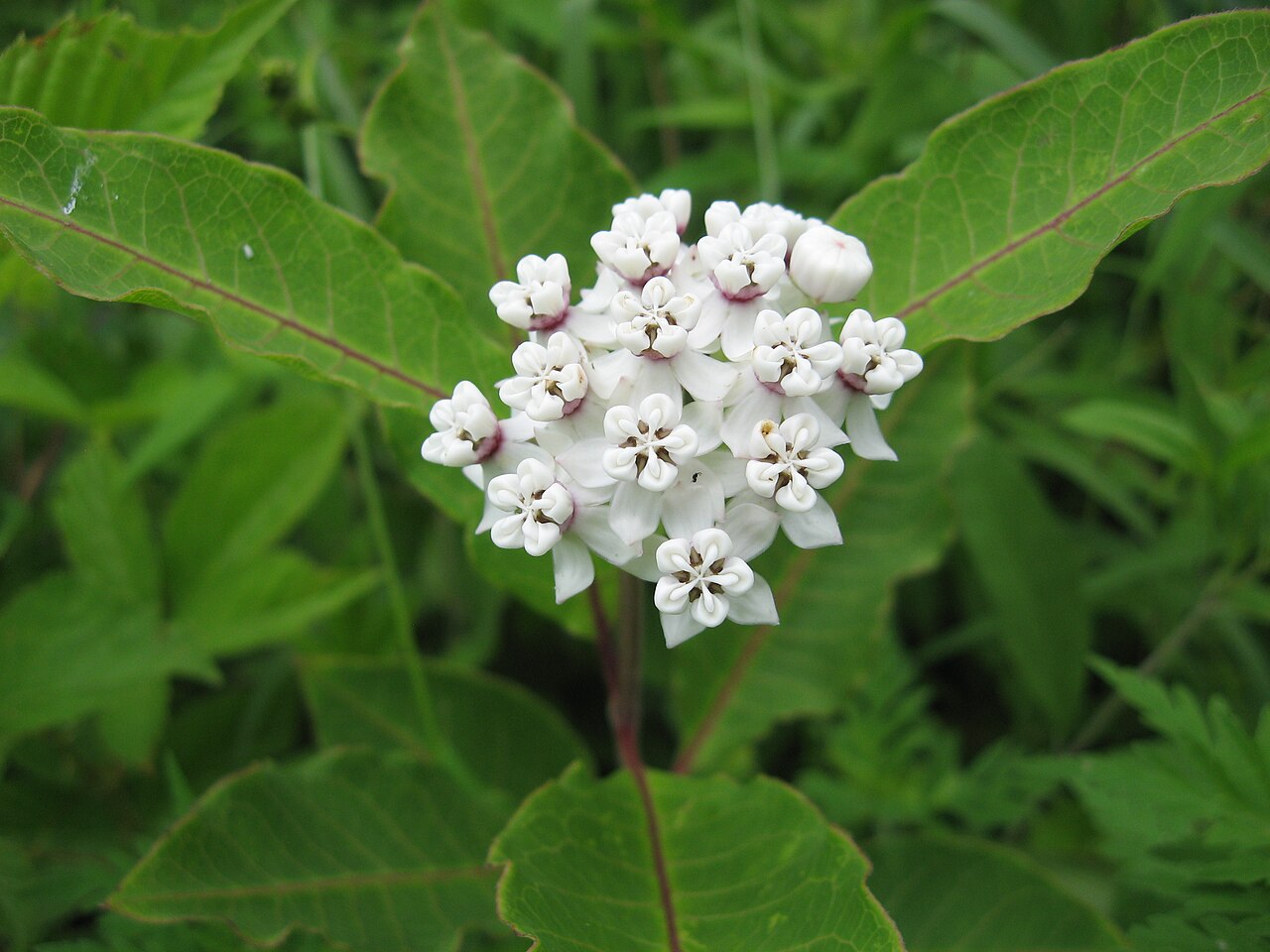 Asclepias variegata