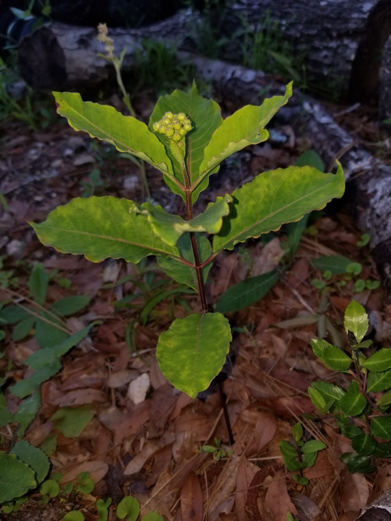 Asclepias variegata