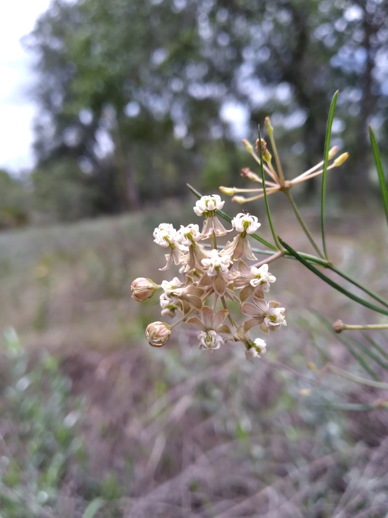 Asclepias verticillata