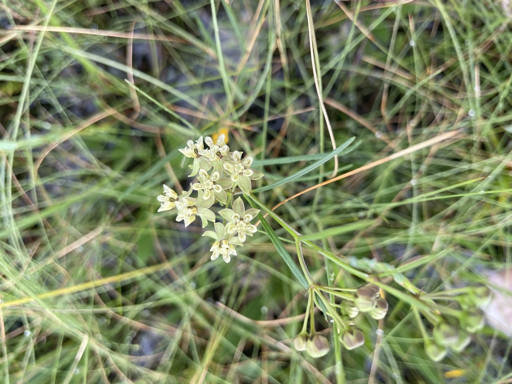 Asclepias viridula