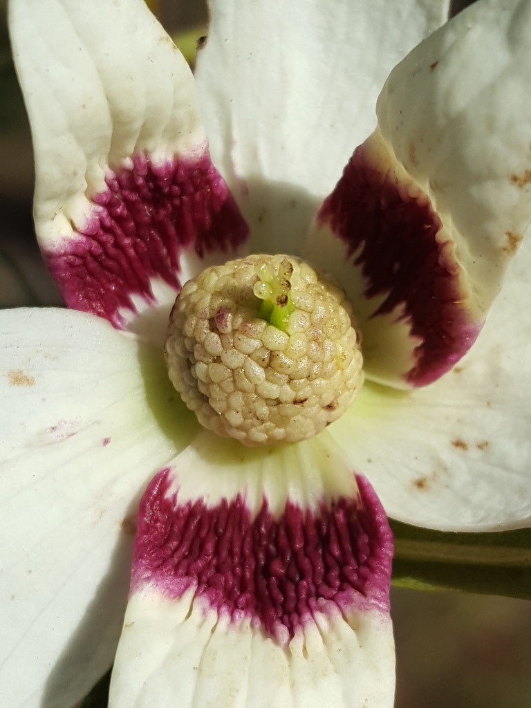 Asimina angustifolia