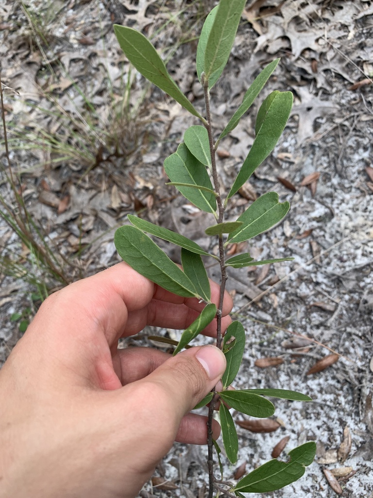 Asimina incana