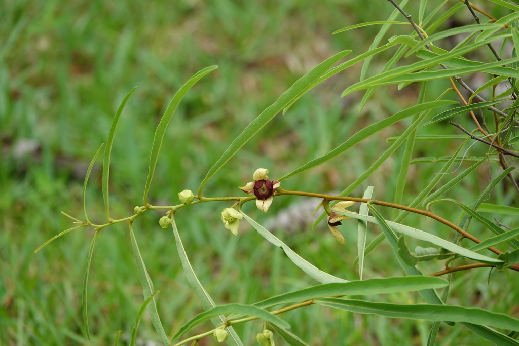 Asimina manasota