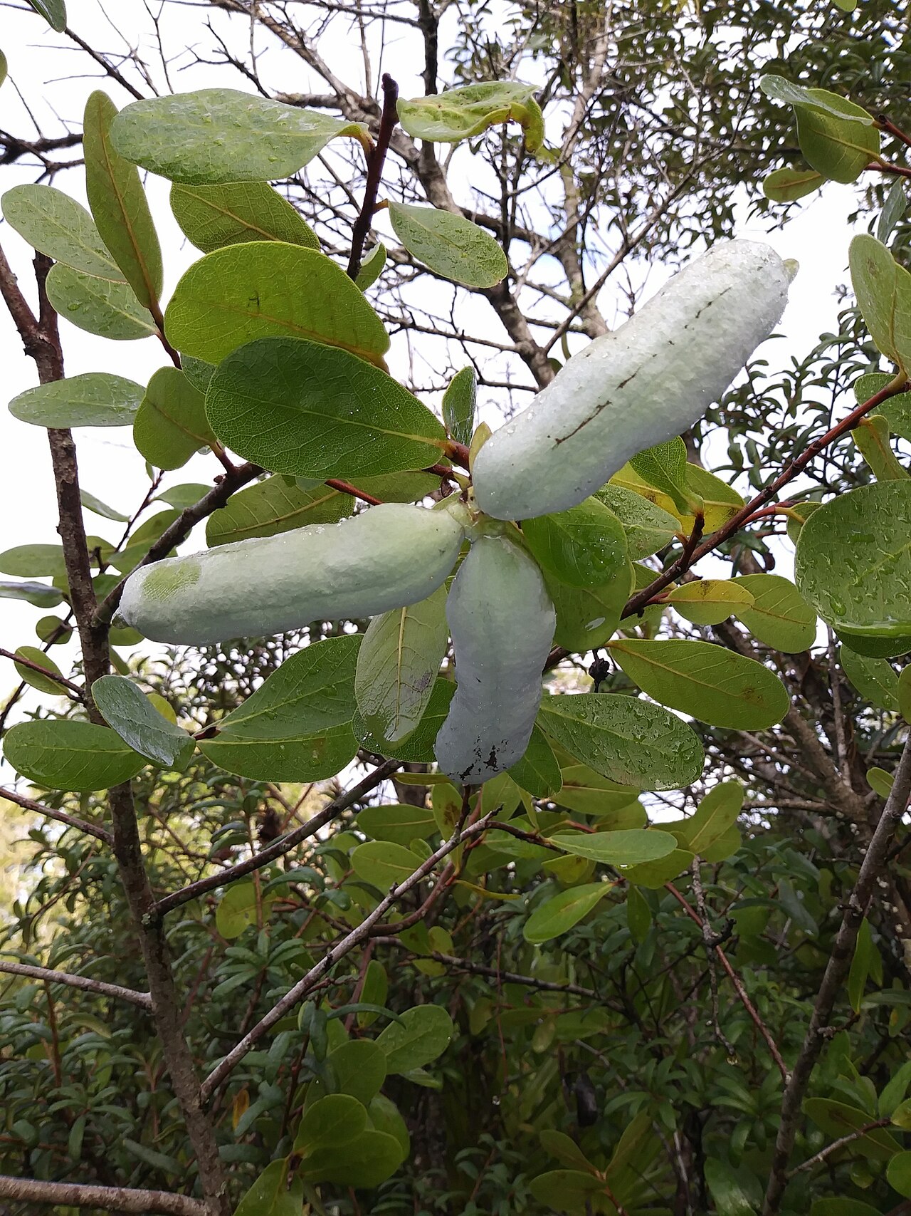 Asimina obovata