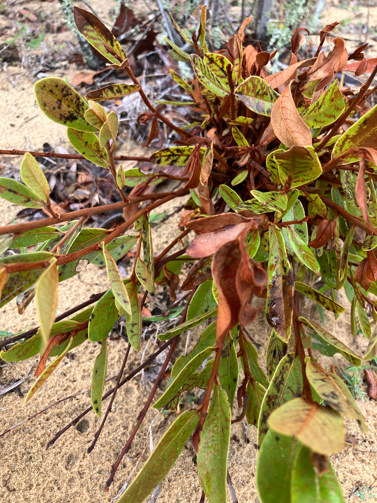 Asimina obovata