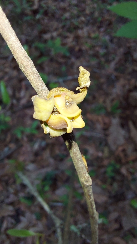 Asimina parviflora