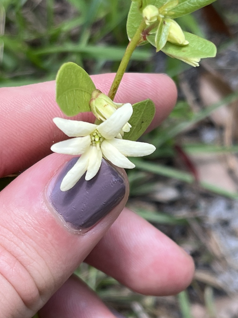 Asimina pulchella