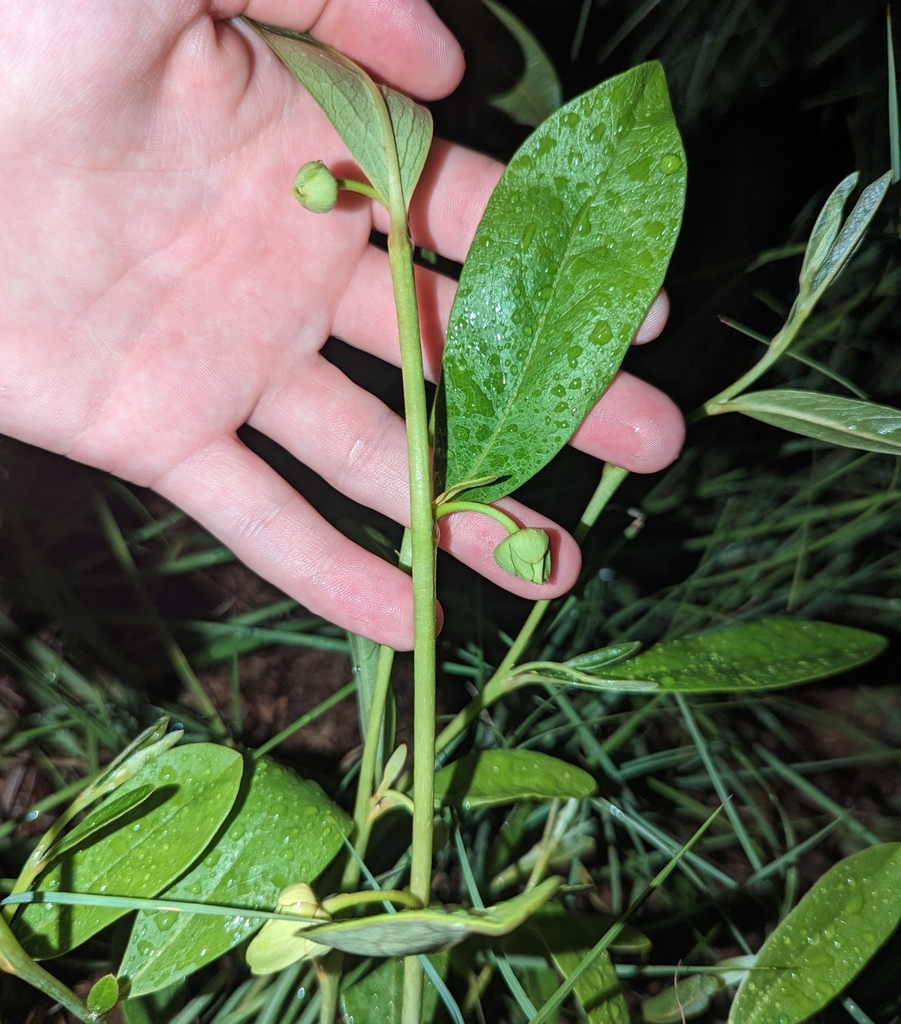 Asimina pygmea