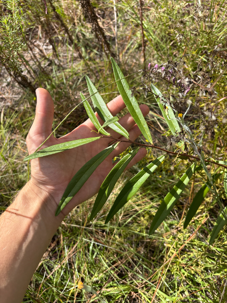 Asimina spatulata