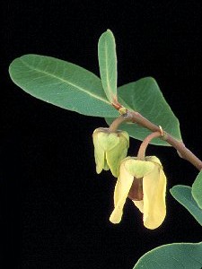 Asimina tetramera