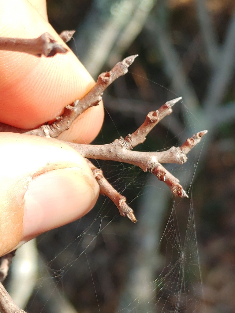 Asimina tetramera