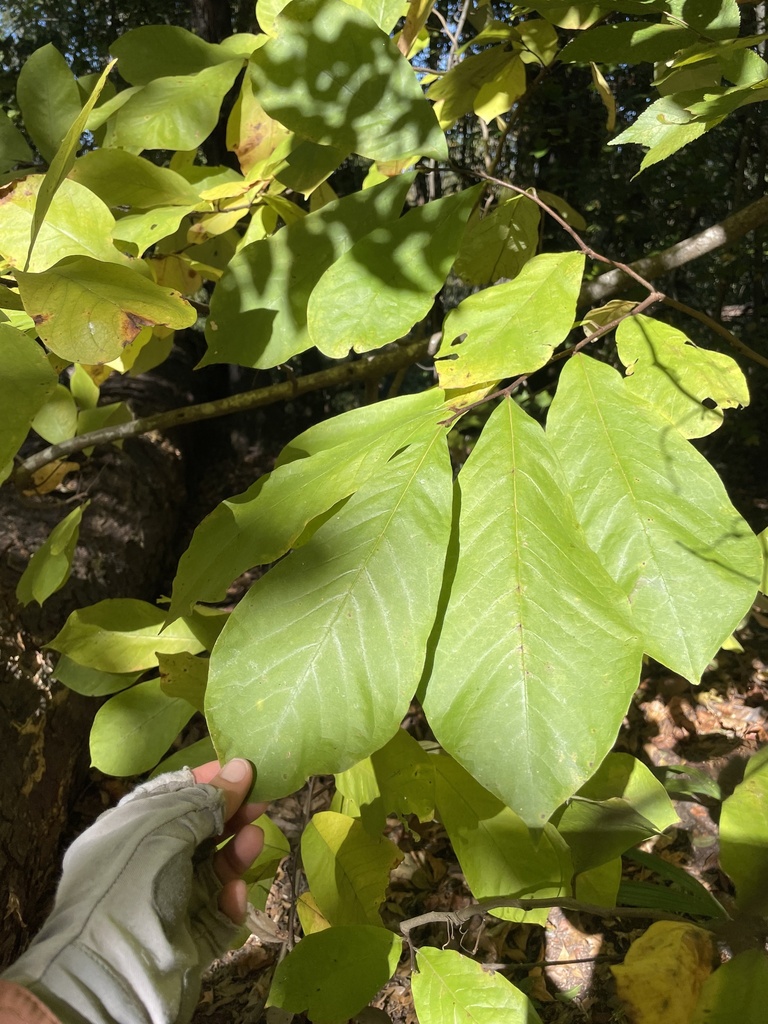 Asimina triloba
