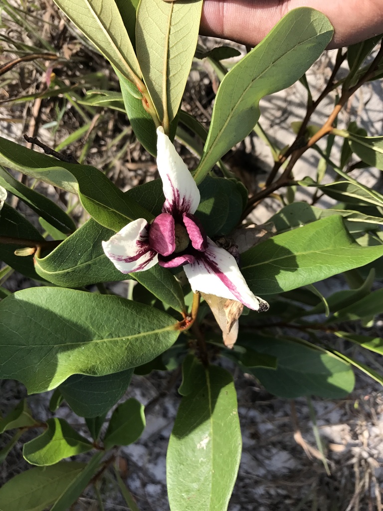 Asimina x colorata