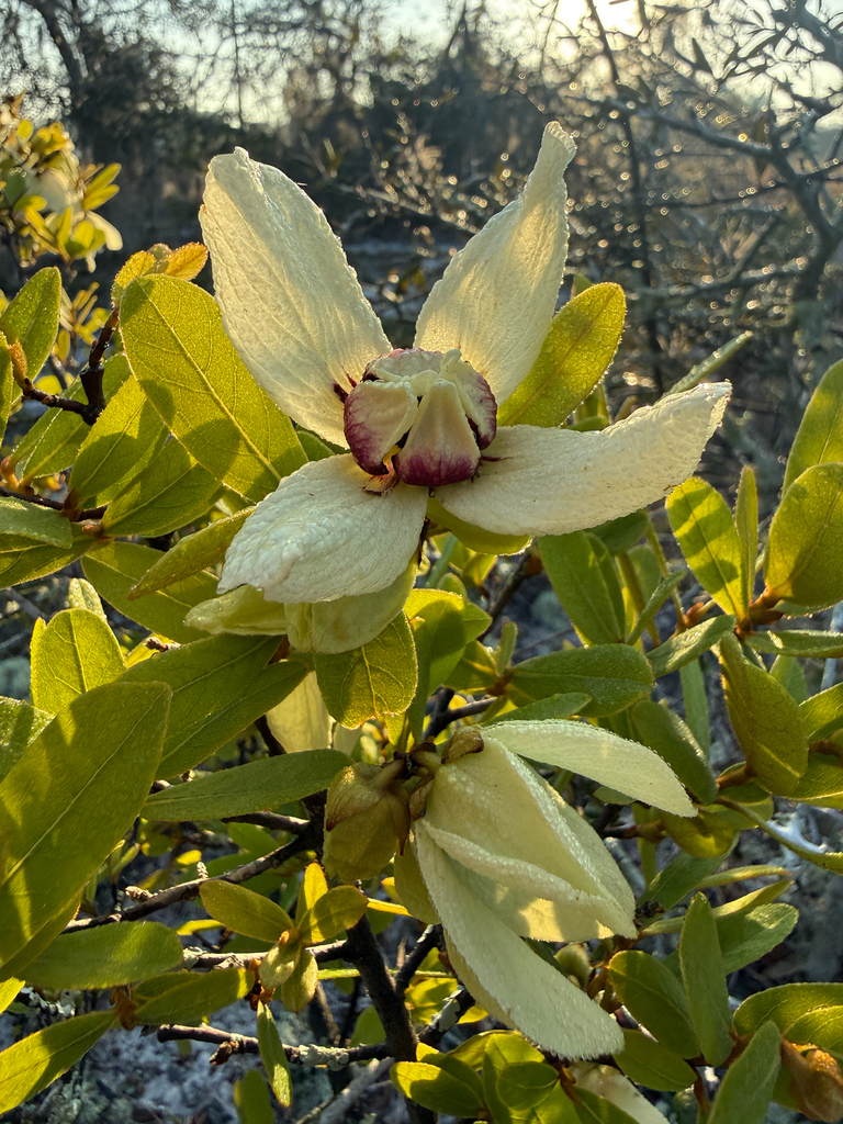 Asimina x oboreticulata
