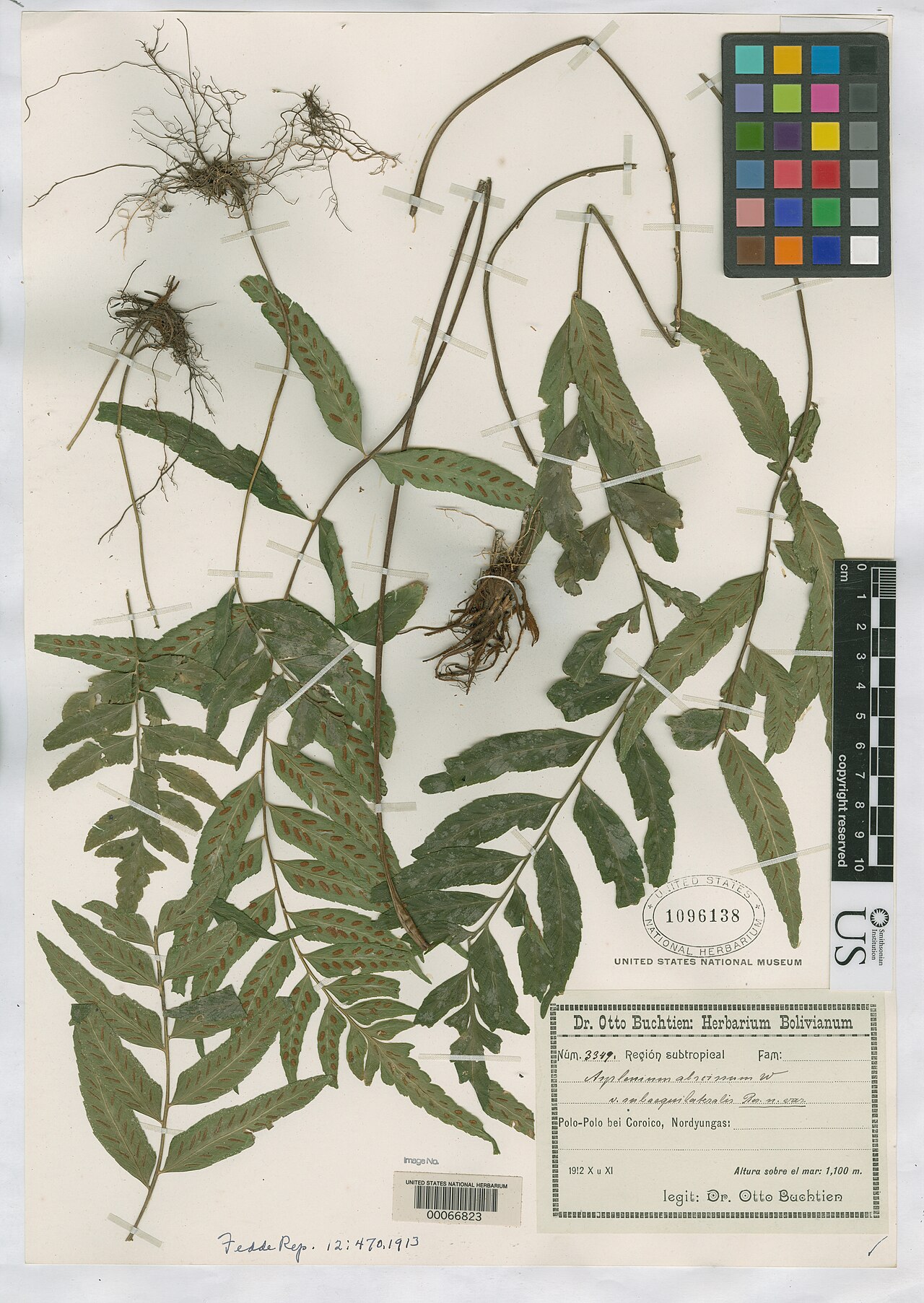 Asplenium abscissum