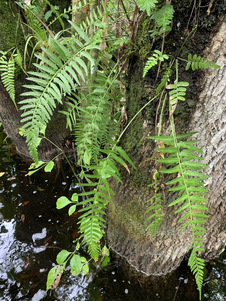 Asplenium auritum
