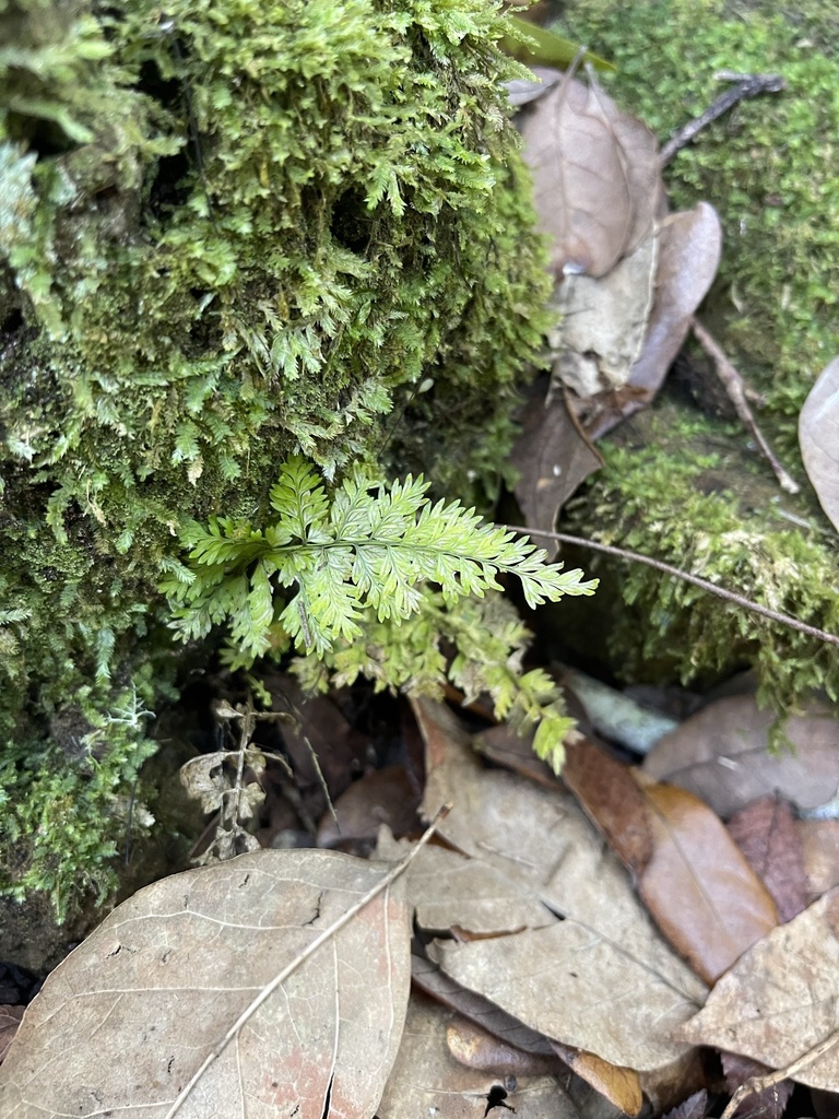 Asplenium cristatum