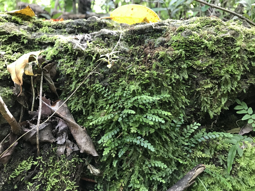 Asplenium dentatum