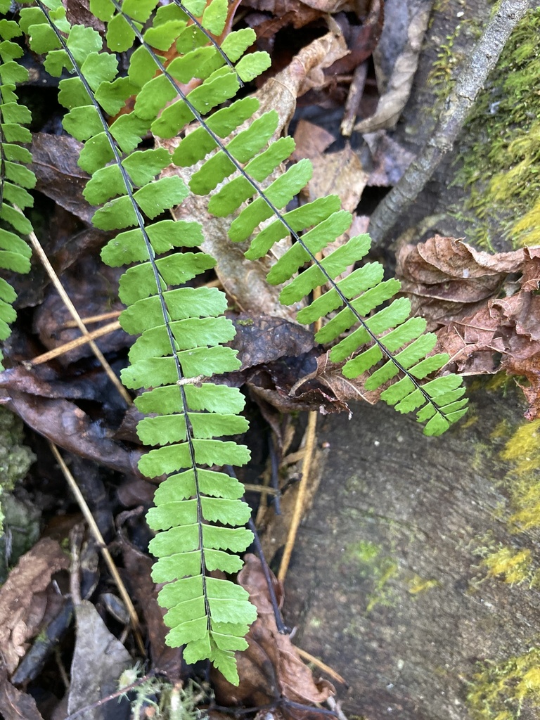 Asplenium heterochroum