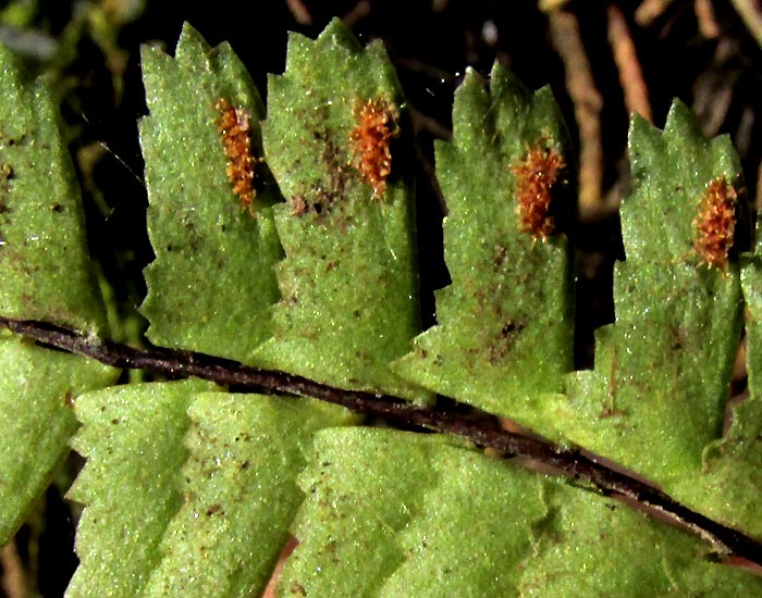 Asplenium monanthes