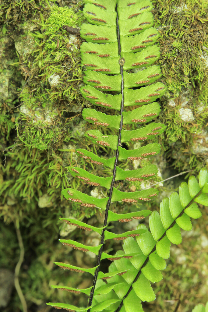 Asplenium monanthes