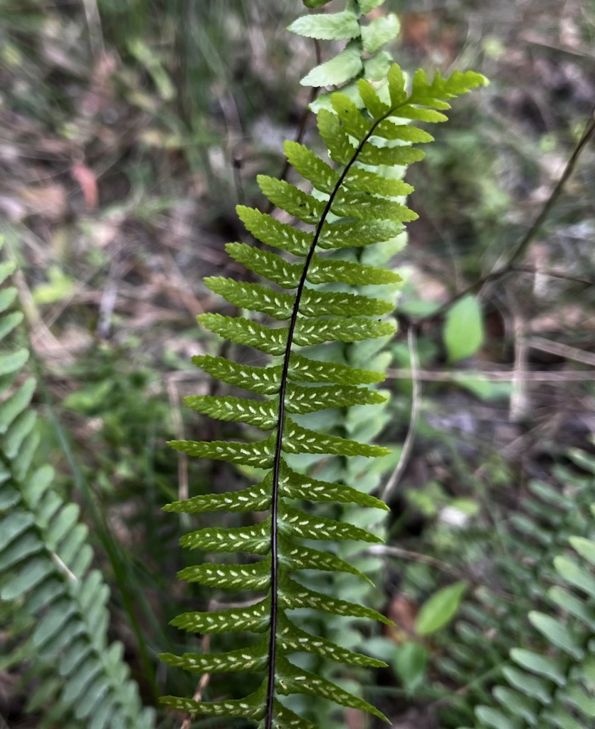 Asplenium platyneuron