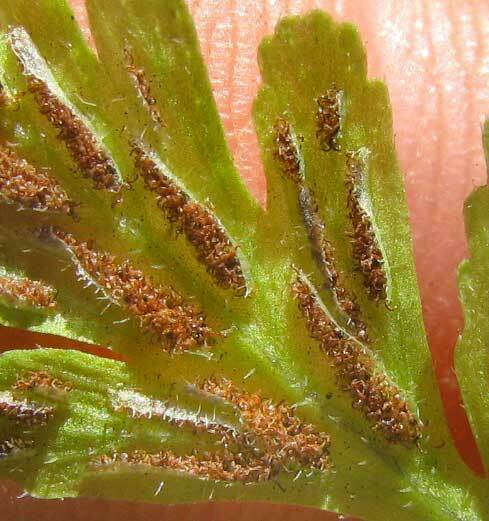 Asplenium pumilum